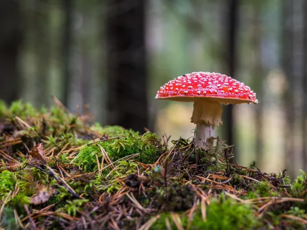 Fliegenpilz in Nahaufnahme auf einem bemoosten Waldboden eines Nadelwaldes